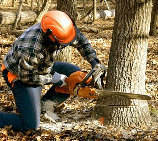 Tree Removal in Weehawken, NJ